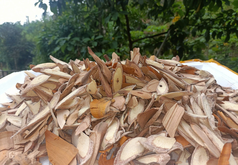 Hành Trình Của Những Chiếc Lá Xanh