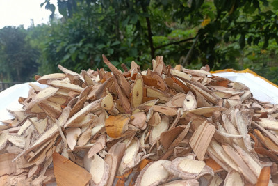 Hành Trình Của Những Chiếc Lá Xanh