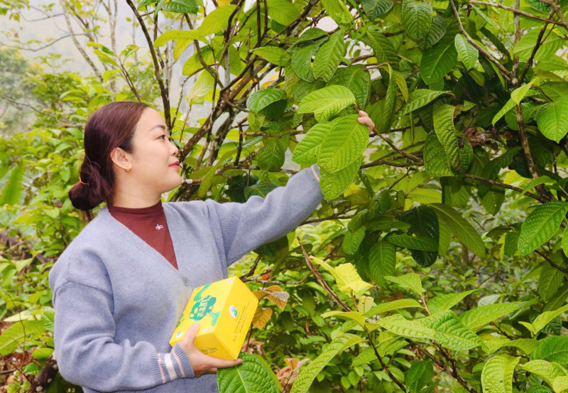 Trà Hoa Vàng An Bình – Báu Vật Từ Rừng Xanh Thức Giấc