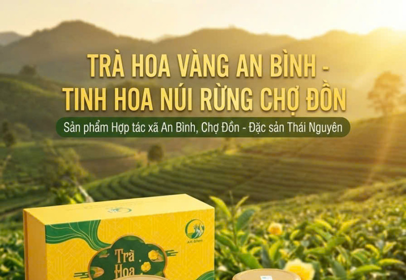 Trà Hoa Vàng Túi Lọc An Bình – Tinh Hoa Thảo Mộc Trong Nhịp Sống Hiện Đại