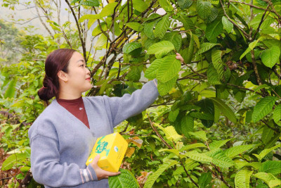 Trà Hoa Vàng An Bình – Báu Vật Từ Rừng Xanh Thức Giấc