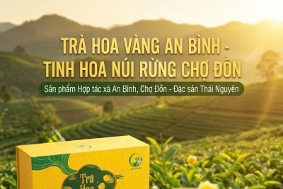 Trà Hoa Vàng Túi Lọc An Bình – Tinh Hoa Thảo Mộc Trong Nhịp Sống Hiện Đại