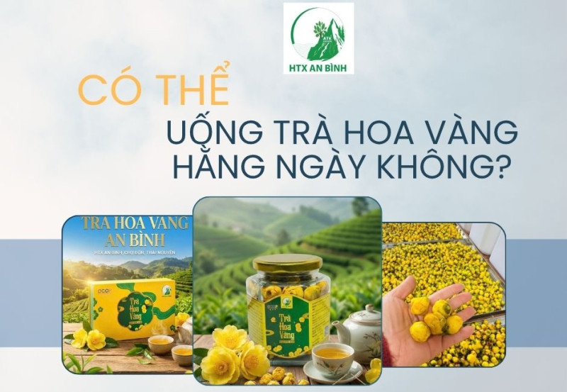 ❓ CÓ THỂ UỐNG TRÀ HOA VÀNG HẰNG NGÀY KHÔNG?