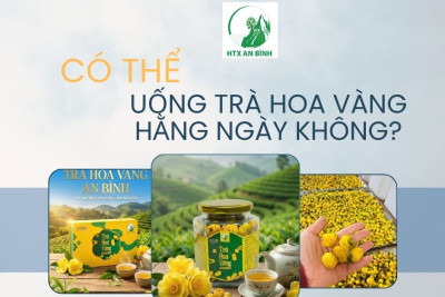❓ CÓ THỂ UỐNG TRÀ HOA VÀNG HẰNG NGÀY KHÔNG?