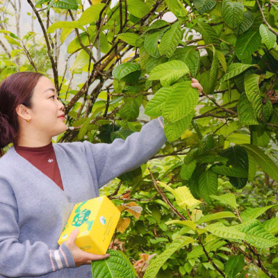 Trà hoa vàng túi lọc An Bình