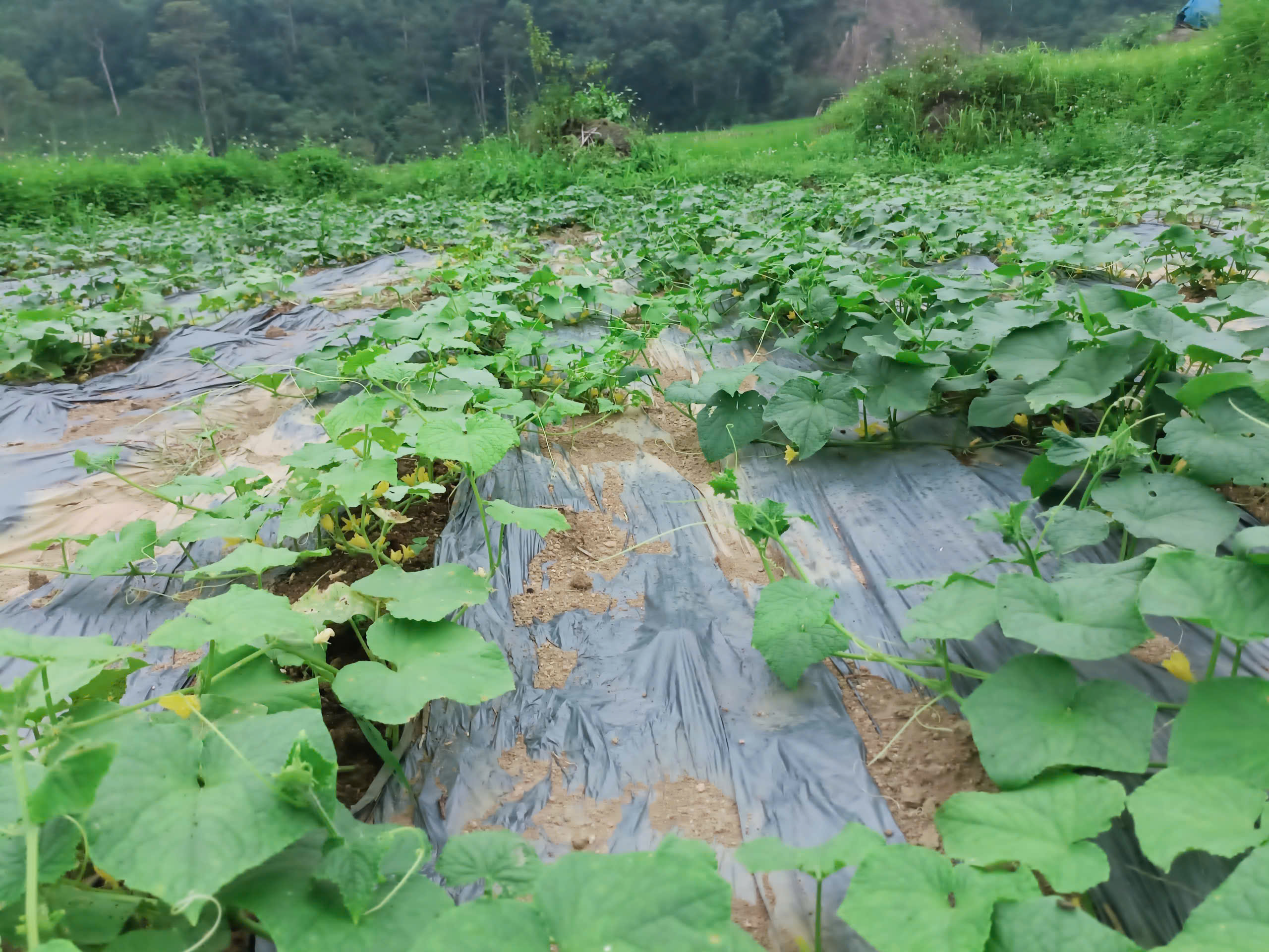 Hoa sơn Mỹ Phương