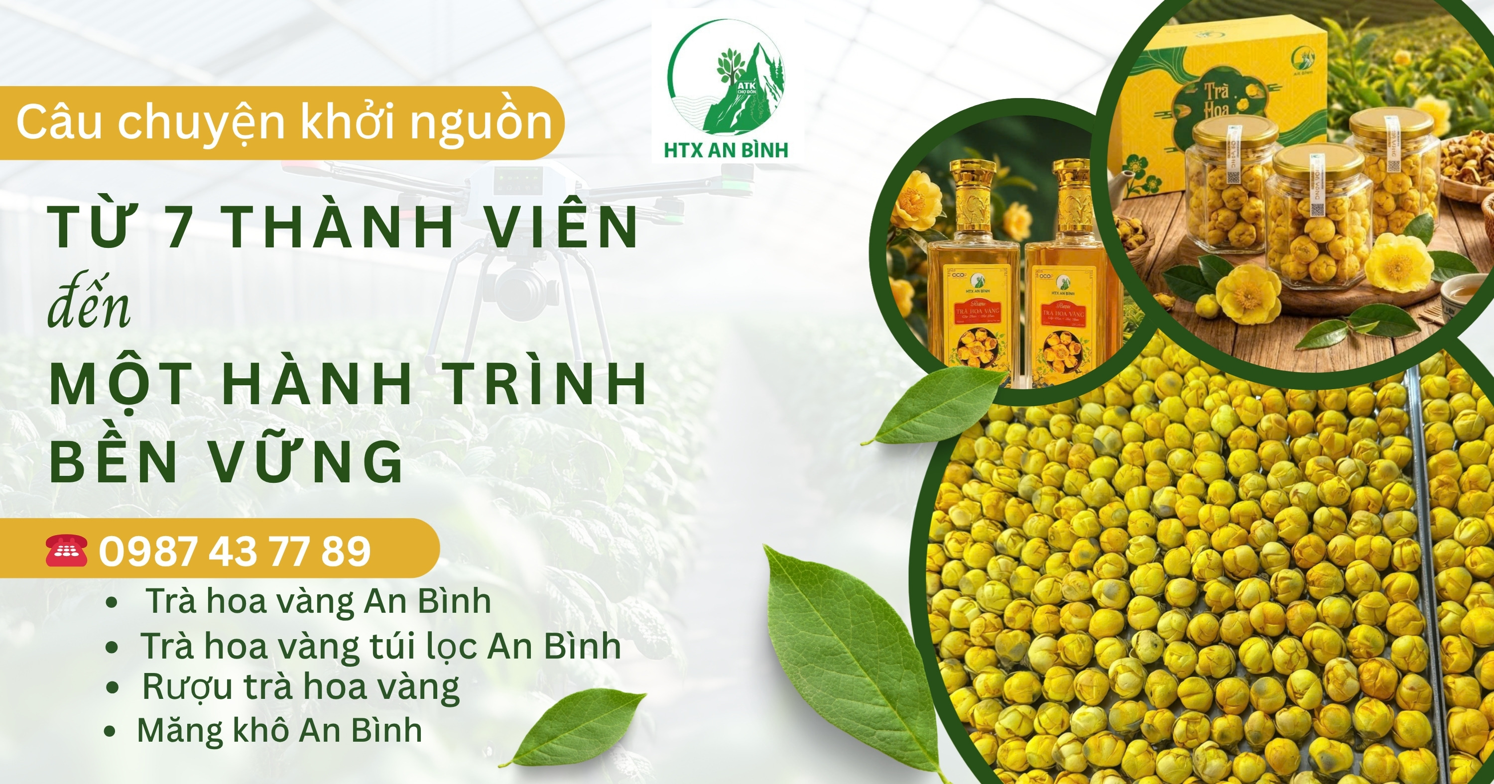 Trà hoa vàng An Bình