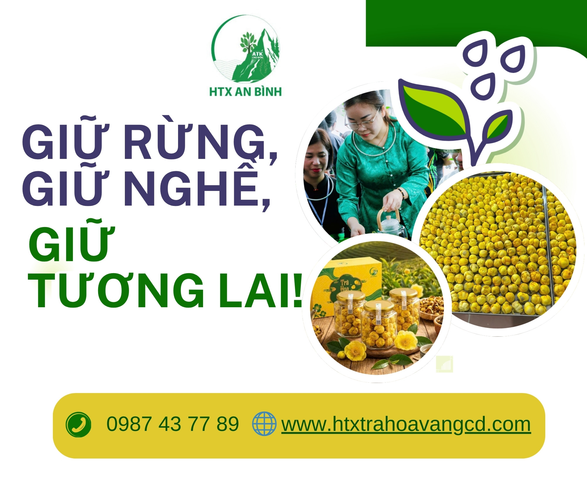 Trà hoa vàng An Bình
