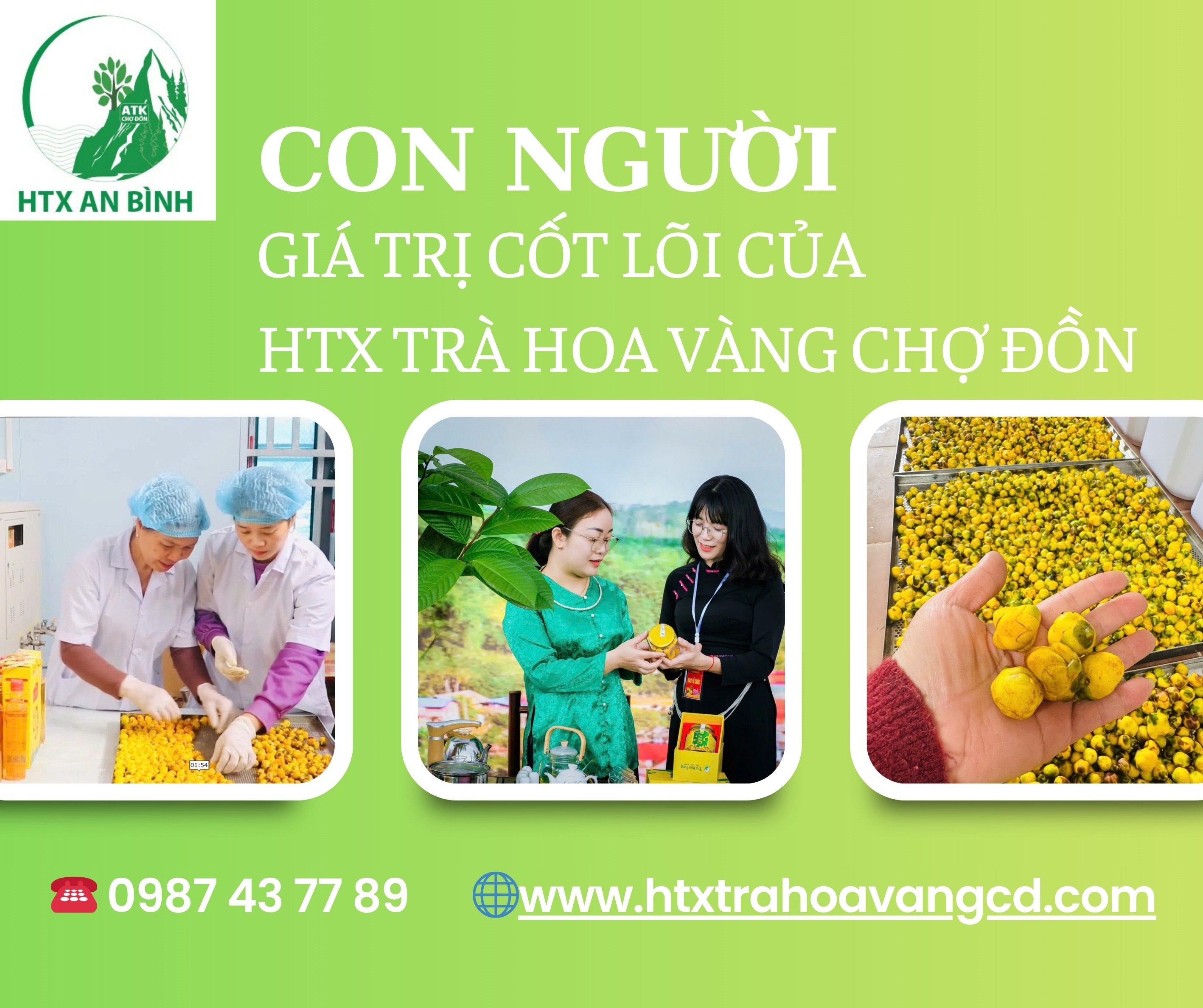 Trà hoa vàng An Bình